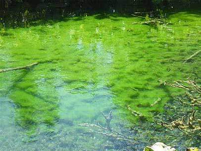 Are Harmful Algae Blooms a Danger to Humans & Pets?