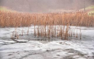 prevent common pond problems in winter