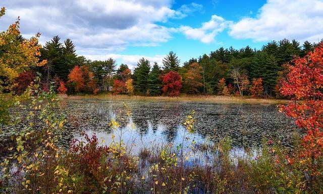 September Algal Blooms Disrupt Pond Food Chain