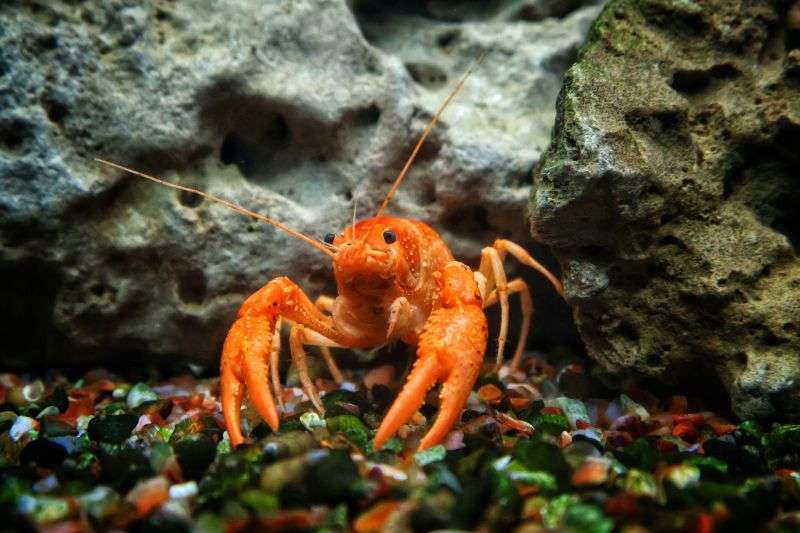 crayfish pond management