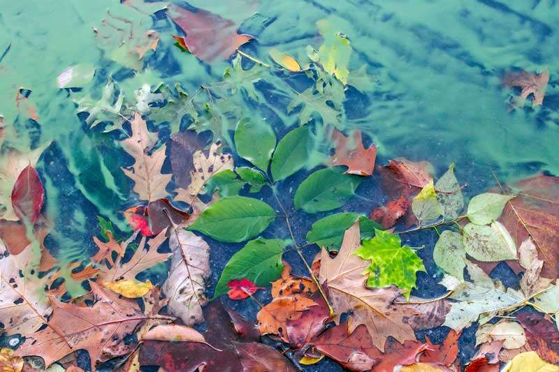 Pond Algea