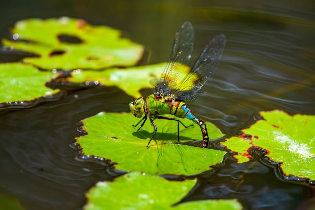 green dragonfly pond water quality indicator