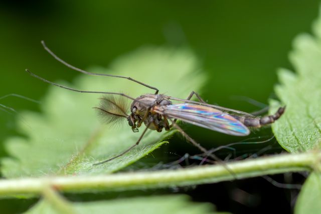 Midge (Family Chironomidae)