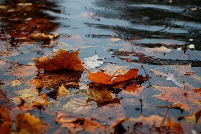 autumn pond checklist