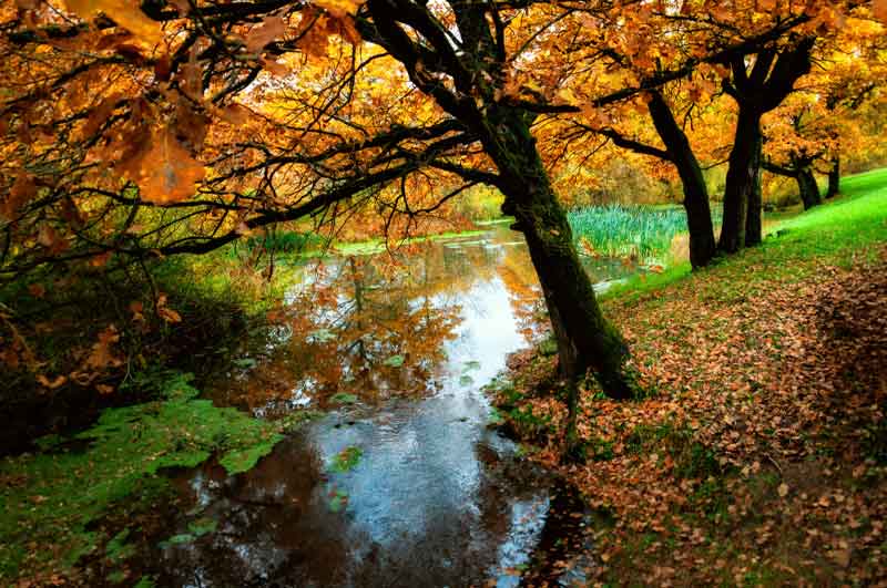leaves in pond fall maintenance algae bloom